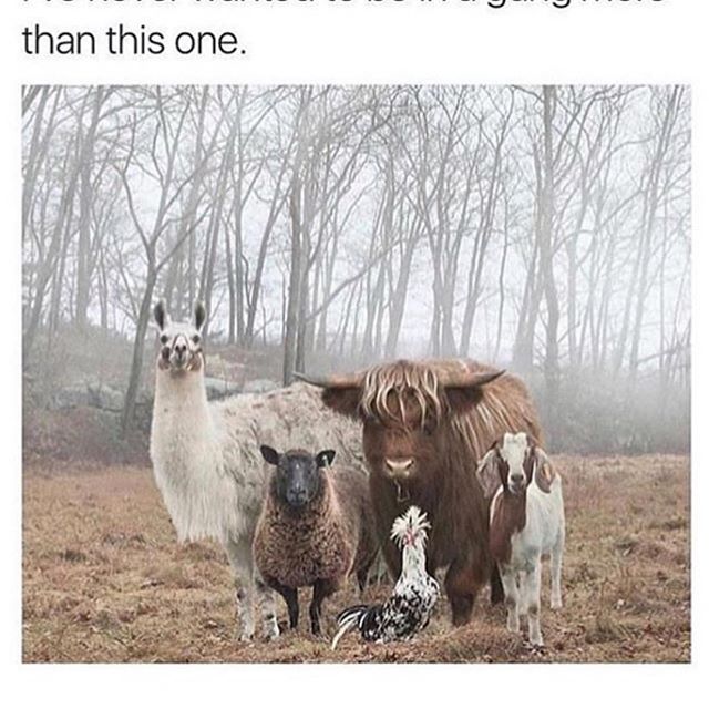 2131132209264777934